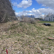 Bobcat islygint skypa