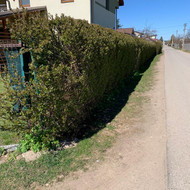 Gyvatvorės išrovimas ir išvežimas