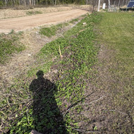 Kelmų ir krūmų daigų frezavimas