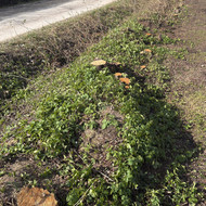 Reikalingas MINI ekskavatorius