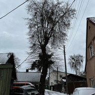 Reikia apgenėti liepą