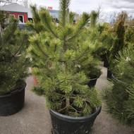 Reikalinga pasodinti pušį, Vilnius Visorių g.