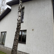 Medžių (beržų)  pjovimas