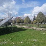 Konsultacija iš medelynų dėl tujų