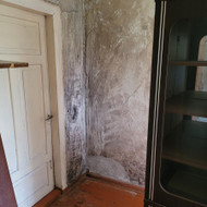 Pelėsio naikinimo paslaugos