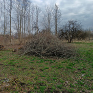 Nupjautų šakų išvežimas