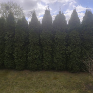 Gyvatvorių karpymas