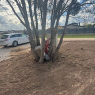 Medžių genėjimas, pjovimas Kaunas