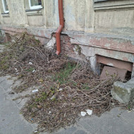 Išgenėti augmeniją
