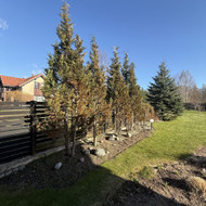 Ieškau, kas panaikintų senų augalų juostą palei tvorą (išskyrus eglę)