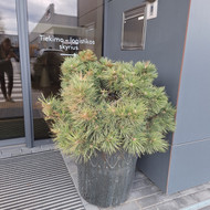 Apželdinimas, augalų priežiūra, kraštovaizdžio dizainas