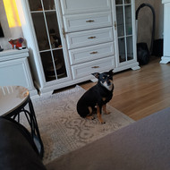 Šunų viešbučiai, vedžiojimas, priežiūra