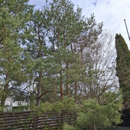 Medžių genėjimas, pjovimas