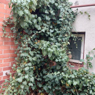 Dujų skaitiklio, įvado bei vamzdžių atitraukimas nuo pastato