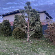 Medžių persodinimas