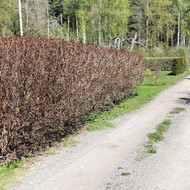 Ieškau kas aptvertų dvi sodo kraštines tvora ir padarytų stumdomus vartelius