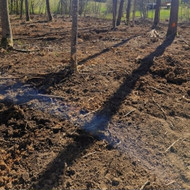 Kelmų ir šaklnų frezavimas, dirvos paruošimas