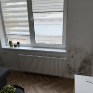 Išnaikinti pelėsi ir padažyti dalį sienos, Vilniuje