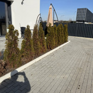 Pasodinti tujas nudžiuvusių vietoje