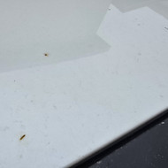 Toyota Prius kėbulo sutvarkymas