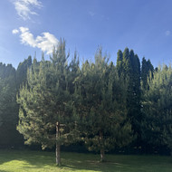Medžių genėjimas, pjovimas