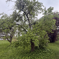 Reikia nupjauti kelis medžius, krūmus ir išvežti