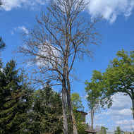 Medžių kirtimas