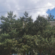 Medžių genėjimas, pjovimas