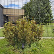 Reikalinga kalninė pušelė