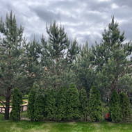 Pušų genėjimas