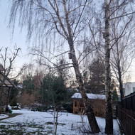 Avarinių medžių pjovimas