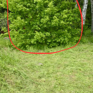 Medžių , krumų, pjovimas