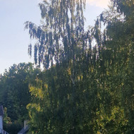 Aukštos žolės pjovimas mulcevimas