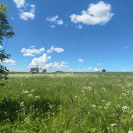 Pievos šienavimas/žolės smulkinimas