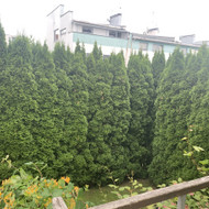 Gyvatvorių karpymas