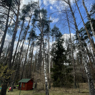 Avarinių medžių pjovimas