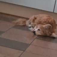 Šunų vedžiojimas