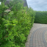 Gyvatvorių karpymas