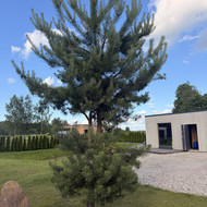 Medžių genėjimas