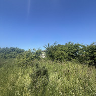 Medžių genėjimas, pjovimas