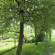 Medžių ir krūmų pjovimas