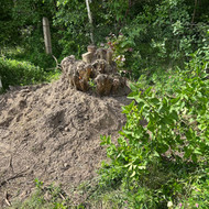 Kelmo/šaknų išvežimas