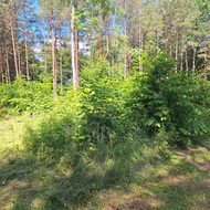 Apleistų sklypų tvarkymas