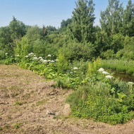 Sosnovskio barščių išnaikinimas