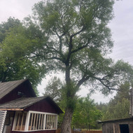 Medžių genėjimas, pjovimas