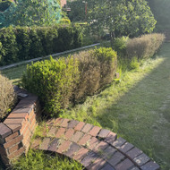 Apželdinimo paslaugos (buksmedžių keitimas)