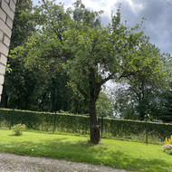 Medžių pjovimas
