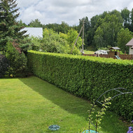 Tujų genėjimas