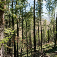 Ieskau kas su savo traktoriuku pades isvezti rastukus is misko