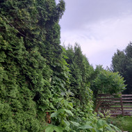 Tujų genėjimas